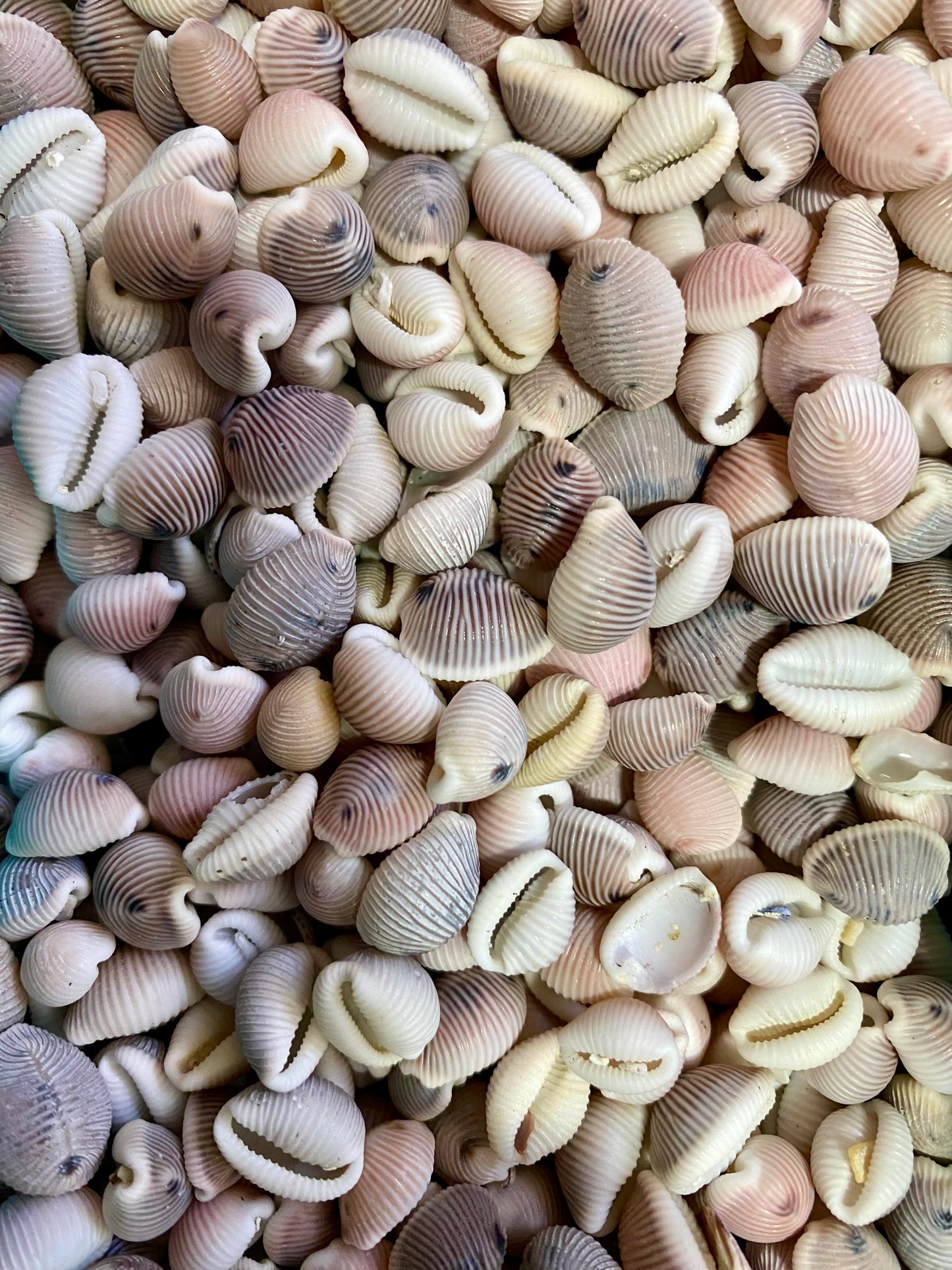 Cowrie Shell studs.