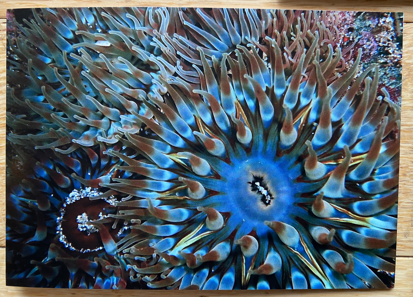 Underwater Printed Cards | Pack of 5
