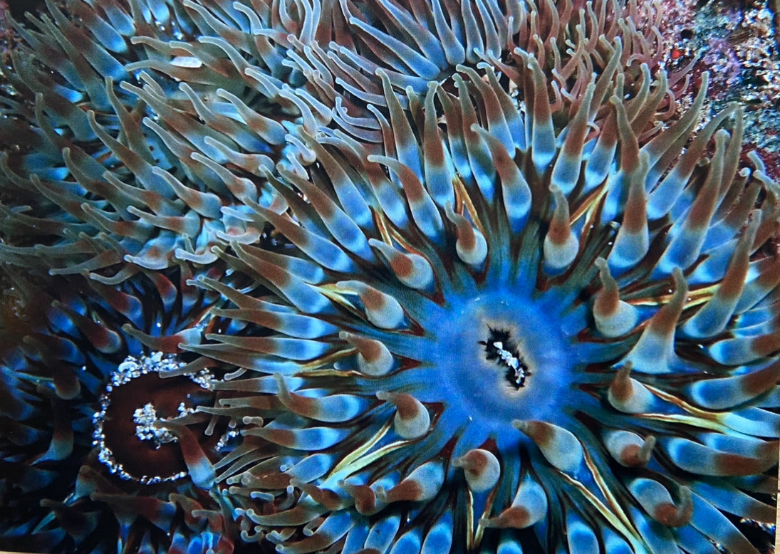 Dahlia sea anemones- photo print.
