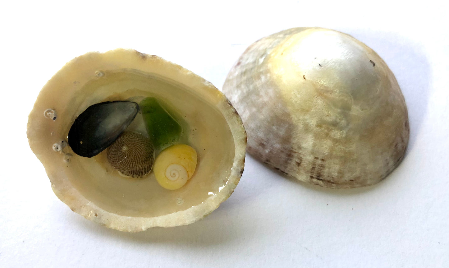Resin Filled Shell puddles