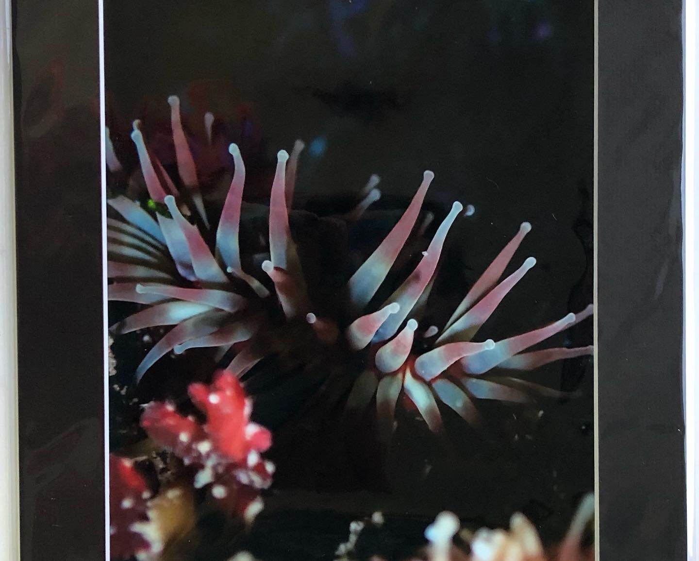 Dahlia sea anemone- photo print.