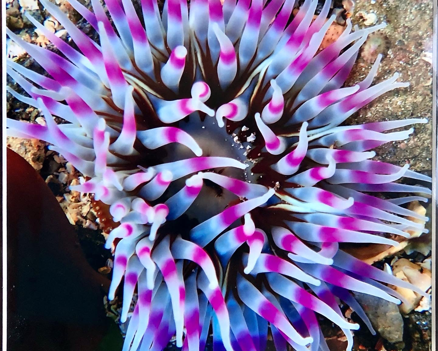 Underwater pic- Anemone