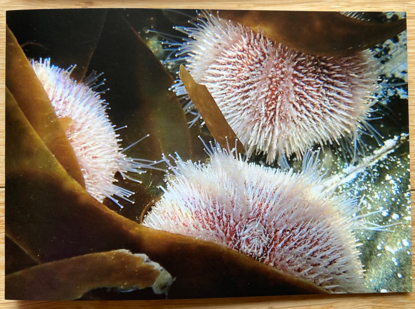 Underwater Printed Cards | Pack of 5