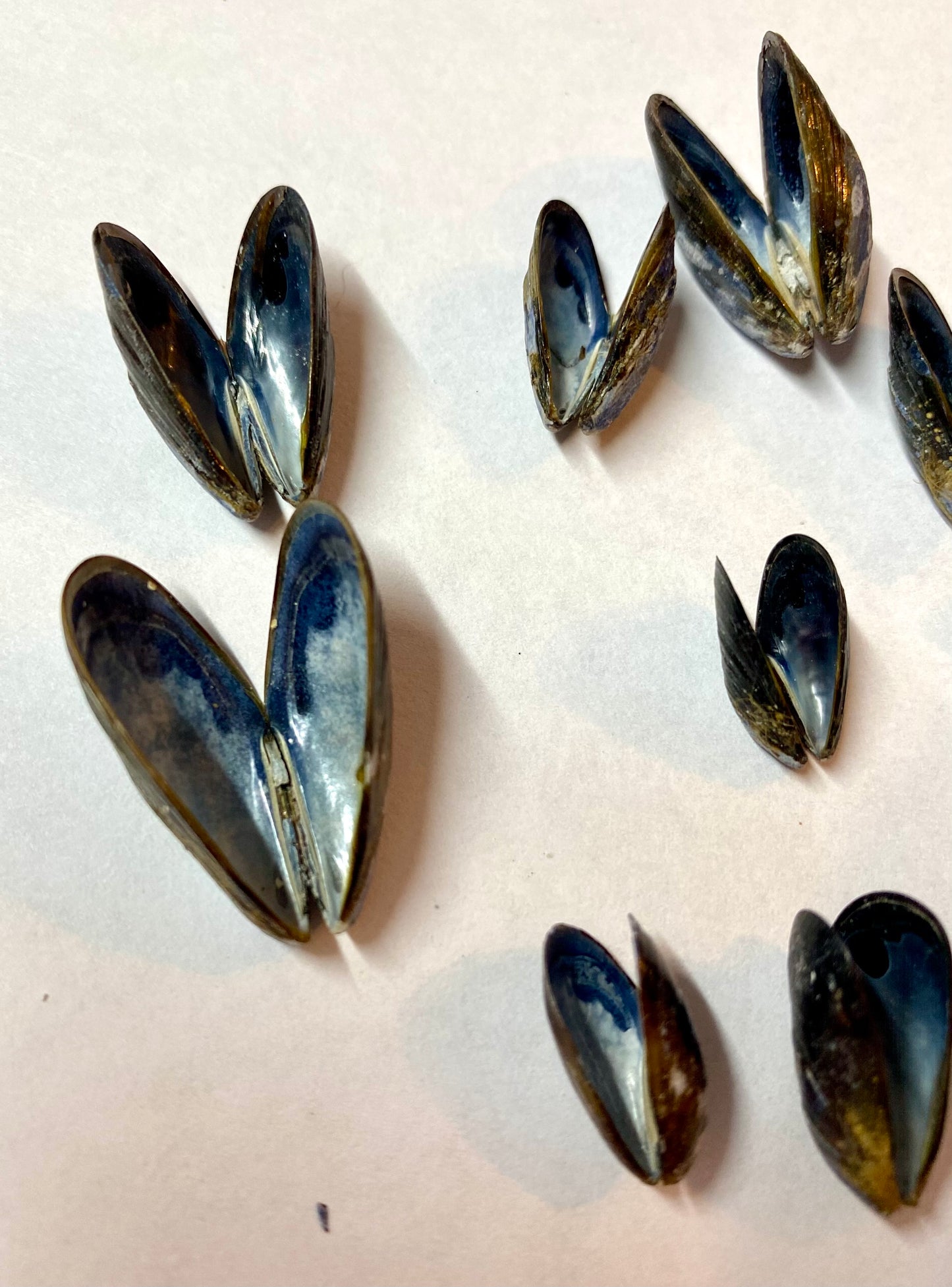 Mussel shell pendant.