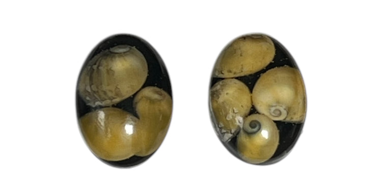 Sunset Beach Earrings With Rare Yellow Whalsay Shells