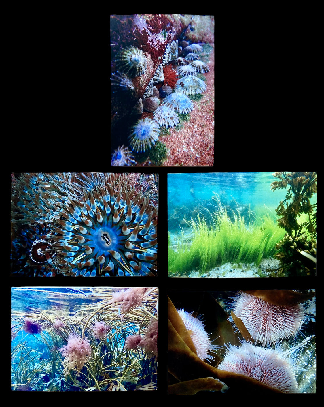 Underwater Printed Cards | Pack of 5