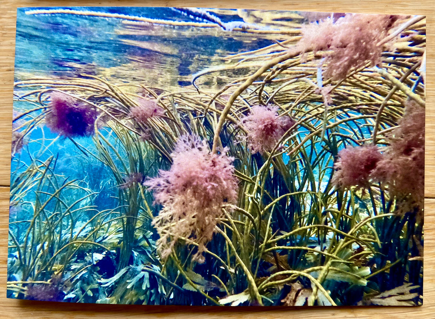 Underwater Printed Cards | Pack of 5