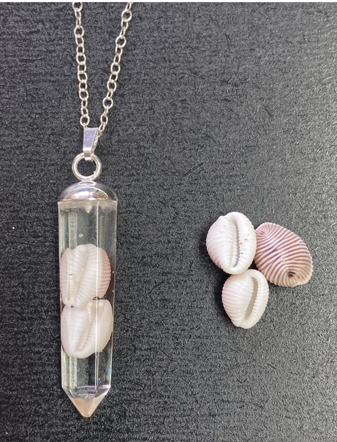 Groatie buckie pendant, Cowrie Shell.