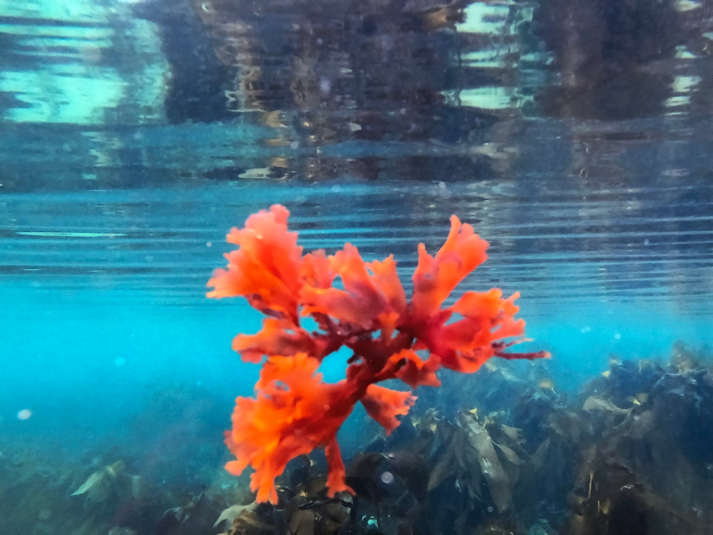 Underwater photo.