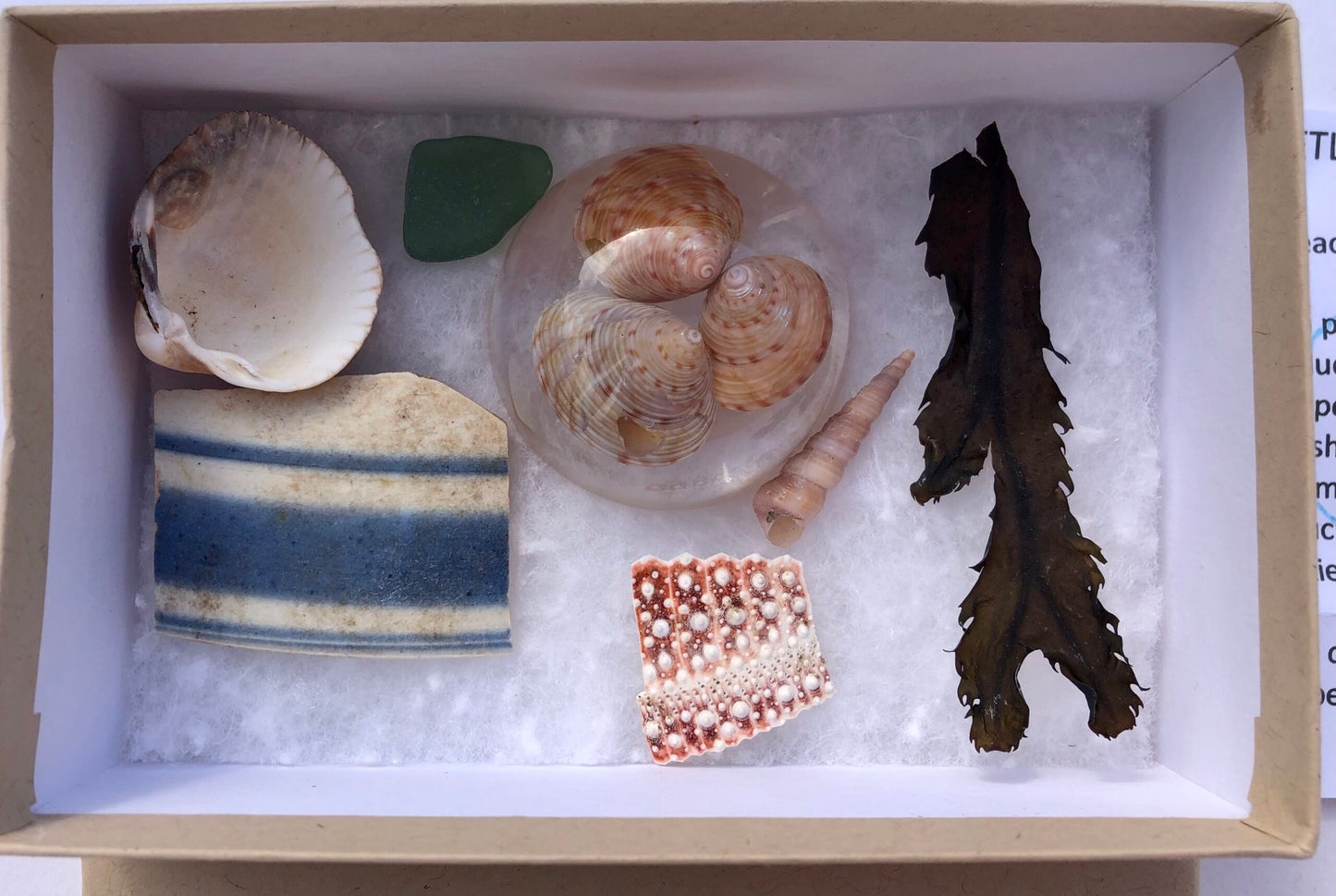Shetland Treasure Box | large
