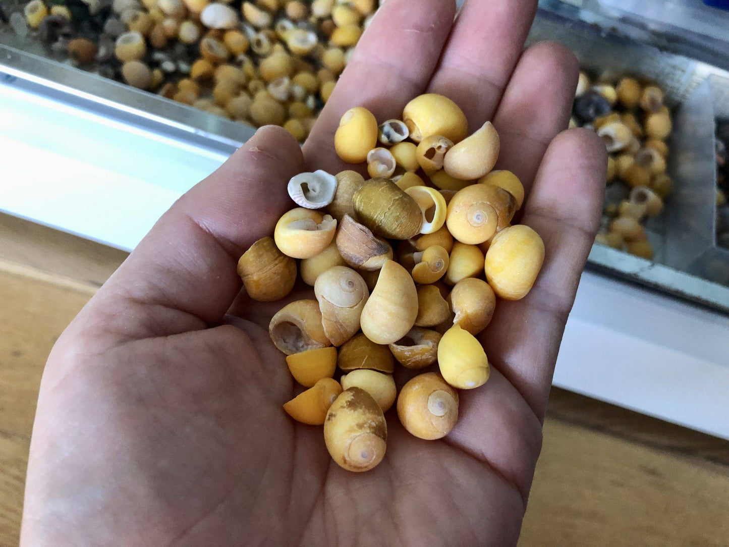 yellow shells