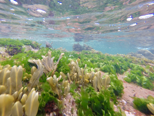 Sea swimming in Shetland.