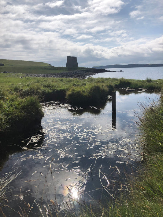 Visiting the Mousa Broch - perfect day out.