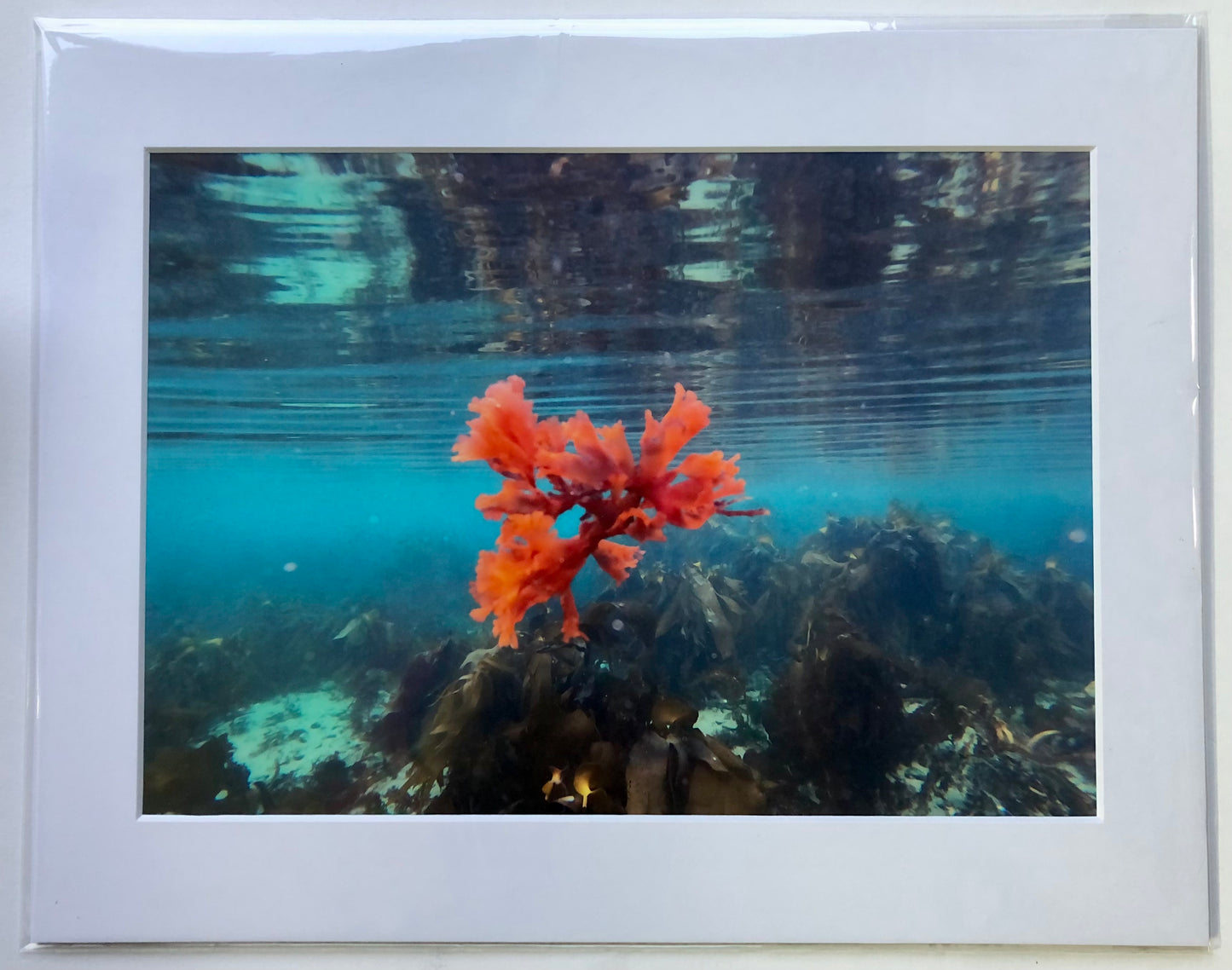 Underwater photo.