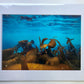 Underwater photo- Kelp