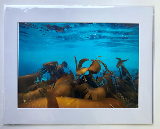 Underwater photo- Kelp