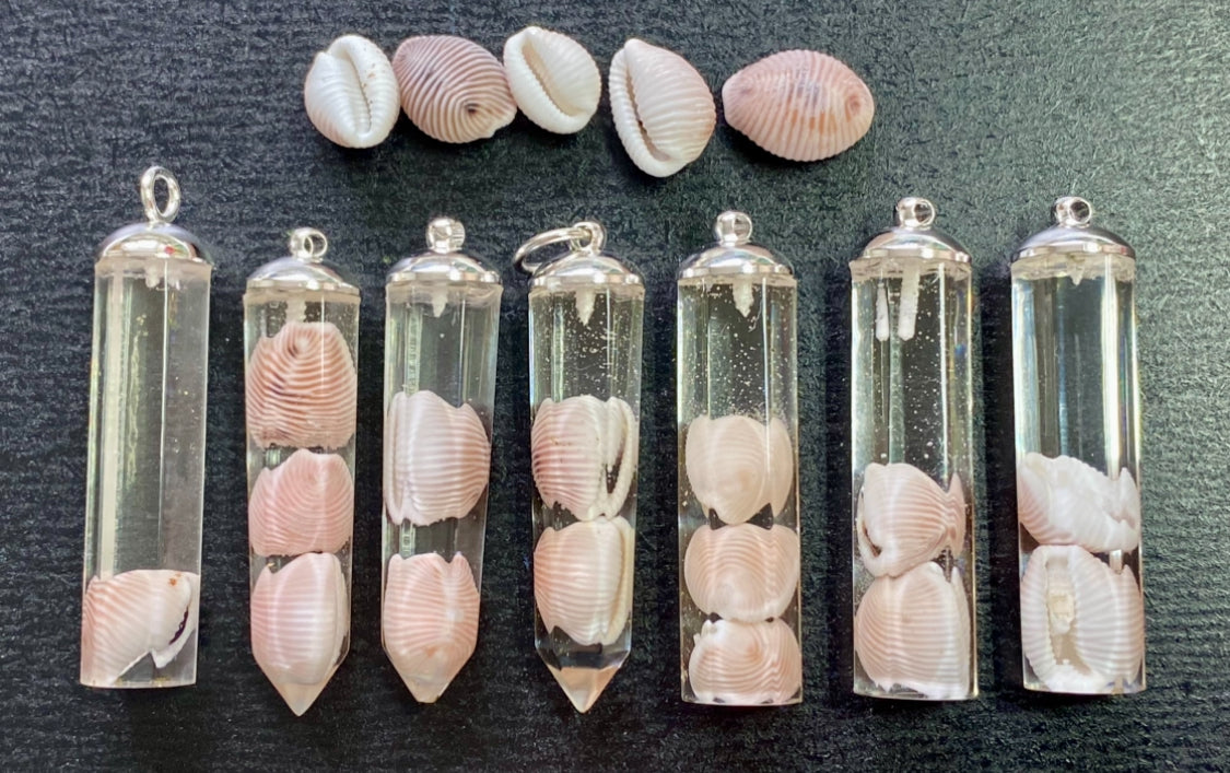 Groatie buckie pendant, Cowrie Shell.