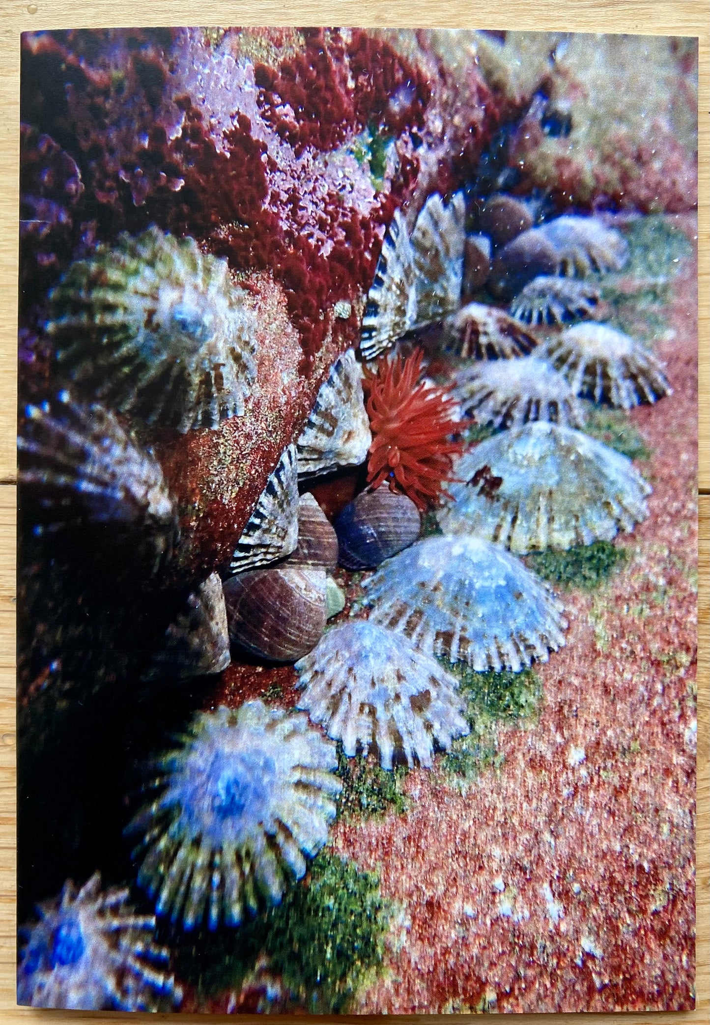 Underwater Printed Cards | Pack of 5