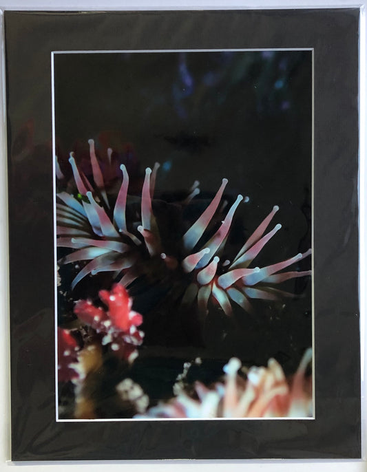 Dahlia sea anemone- photo print.