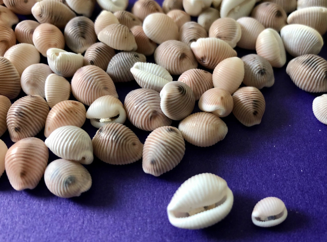 Groatie buckie pendant, Cowrie Shell.