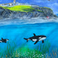 Orca at Bressay painting-Original