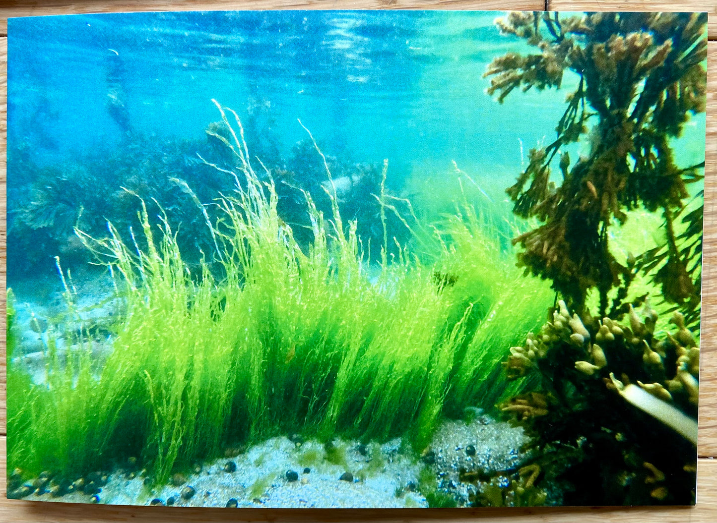 Underwater Printed Cards | Pack of 5