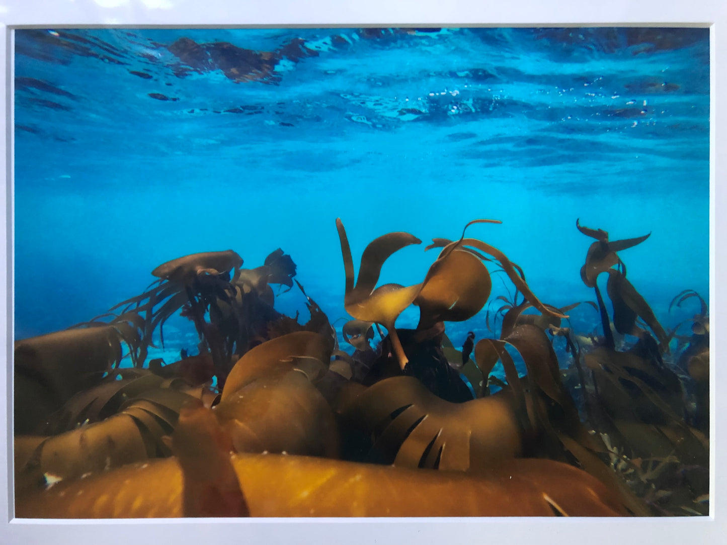 Underwater photo- Kelp