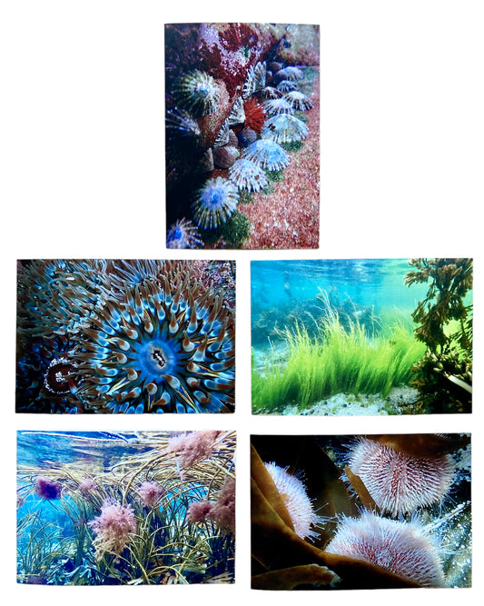 Underwater Printed Cards | Pack of 5