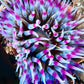 Underwater pic- Anemone