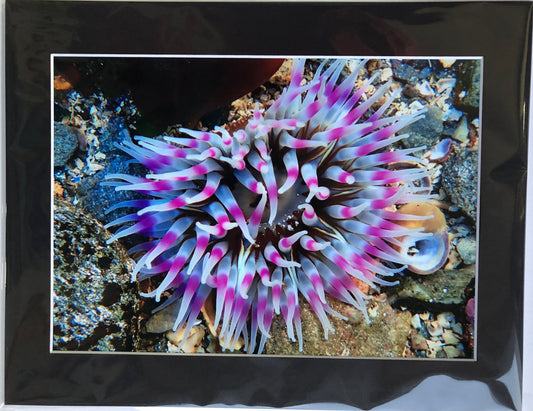 Underwater pic- Anemone