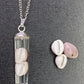 Groatie buckie pendant, Cowrie Shell.