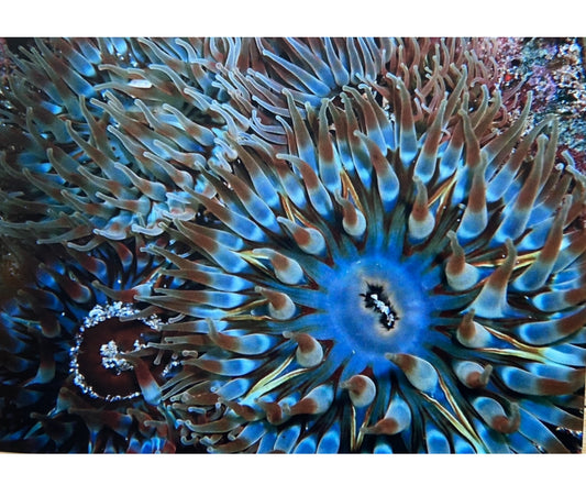 Dahlia sea anemones- photo print.