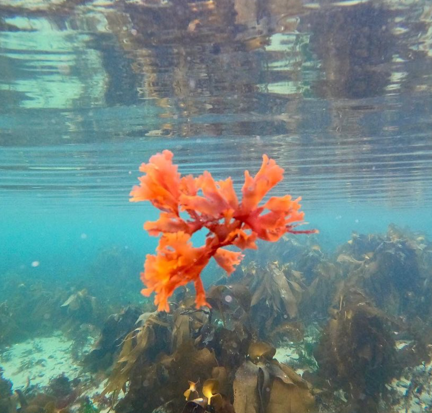 Sarah Kay Underwater photography and prints Shetland 