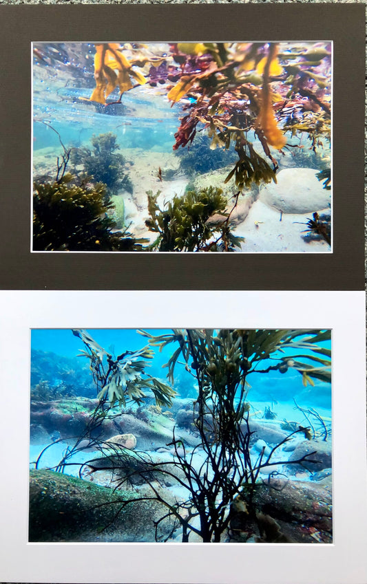 Underwater photo print-  Gulberwick.