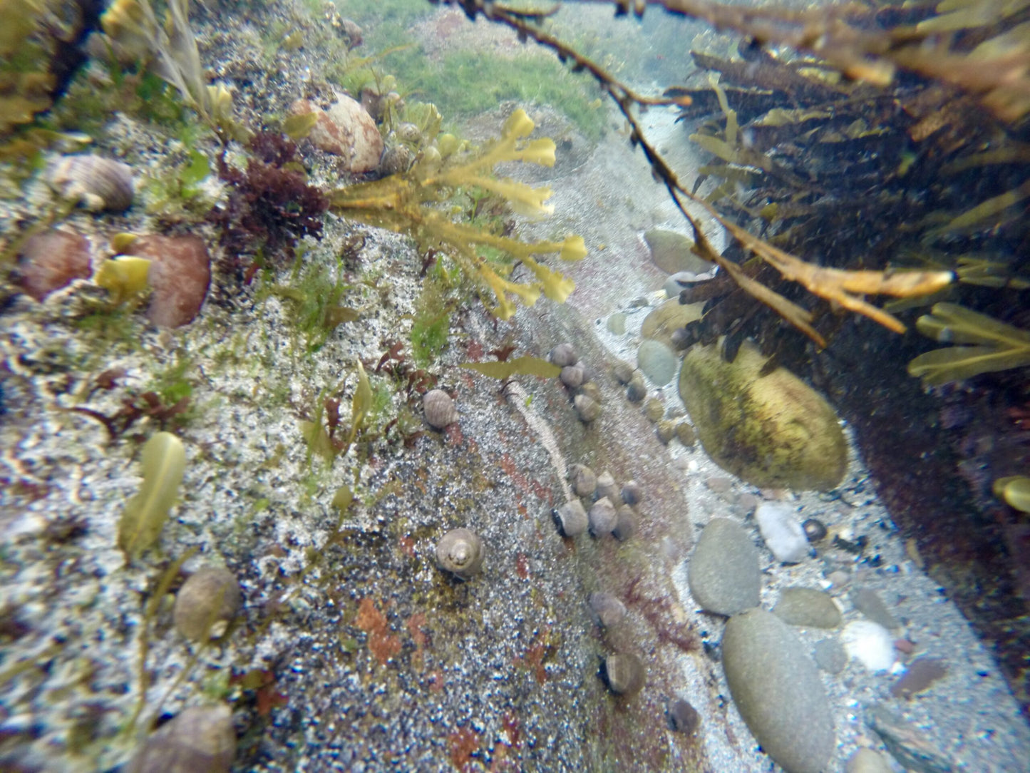 Seaweed Pendants